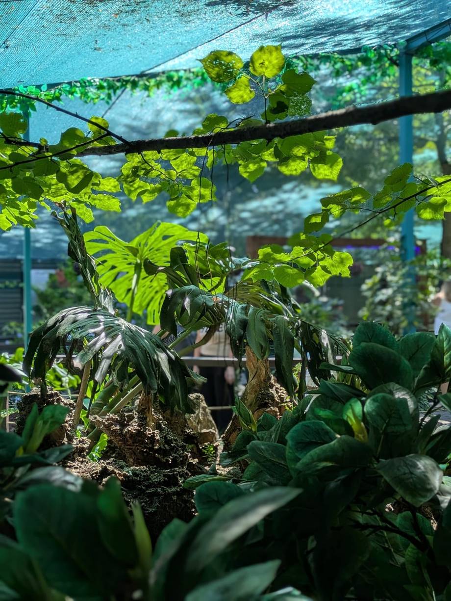Befly Garden - photo by nutza