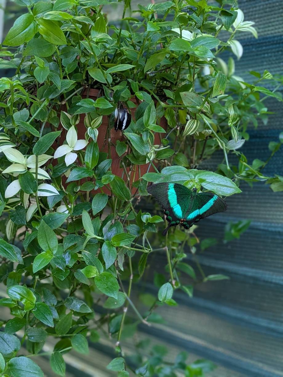 Befly Garden - photo by nutza