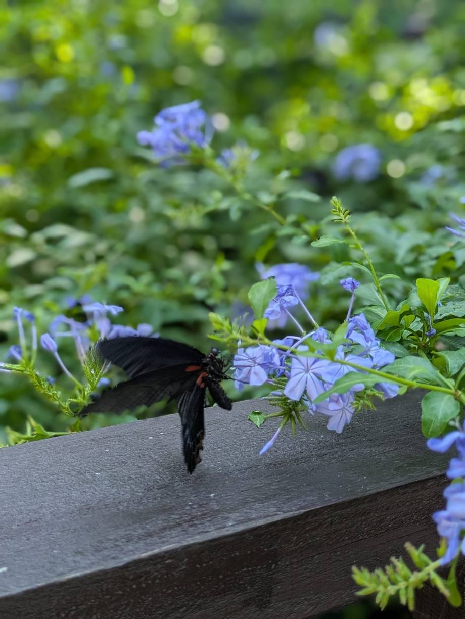 Befly Garden - photo by nutza