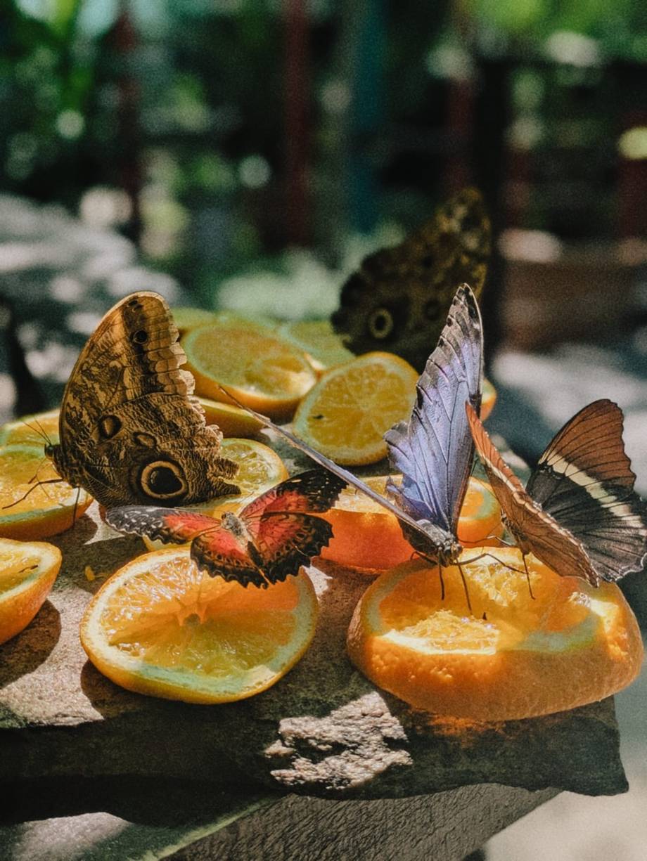 Befly Garden - photo by nutza