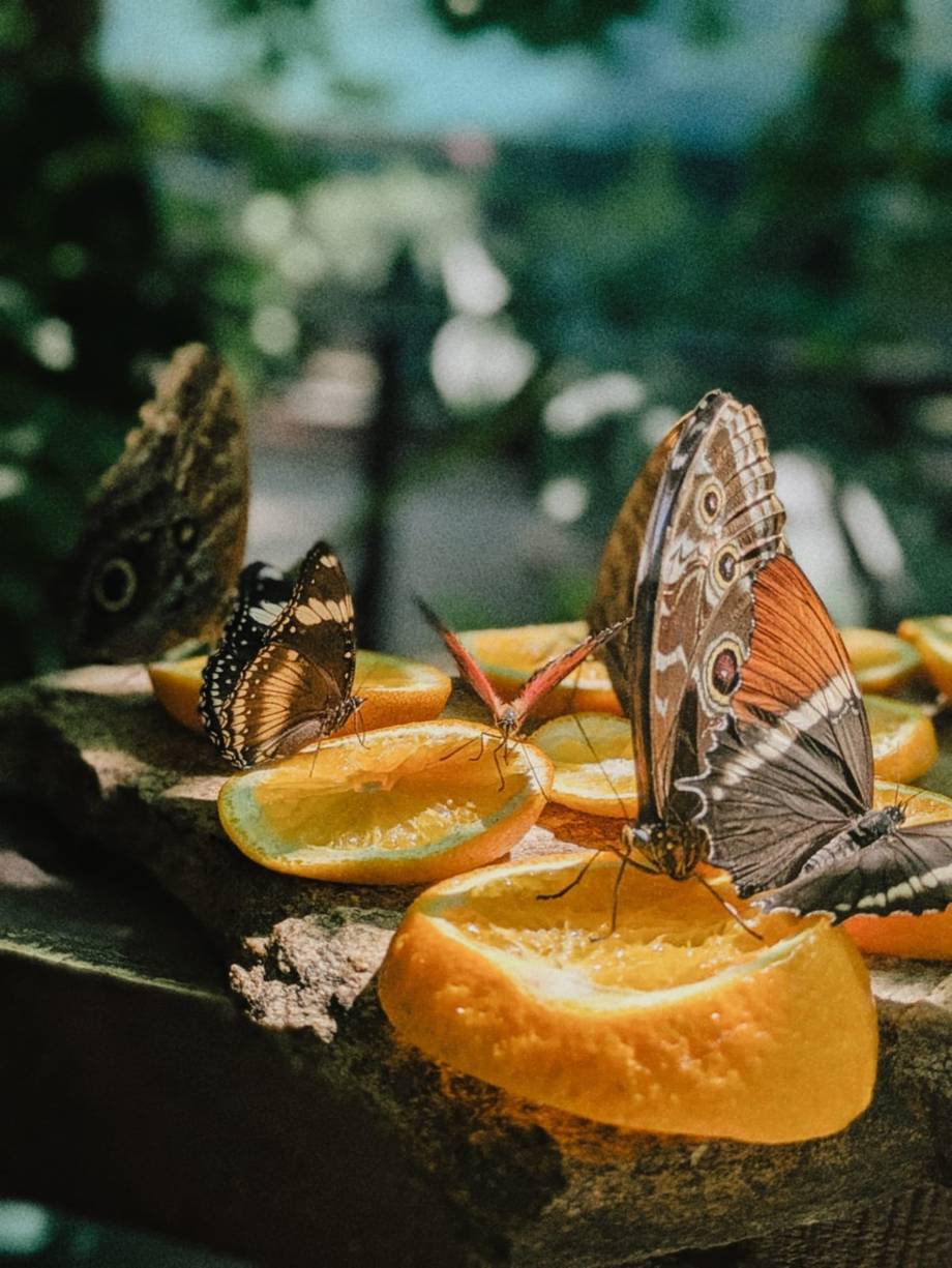 Befly Garden - photo by nutza