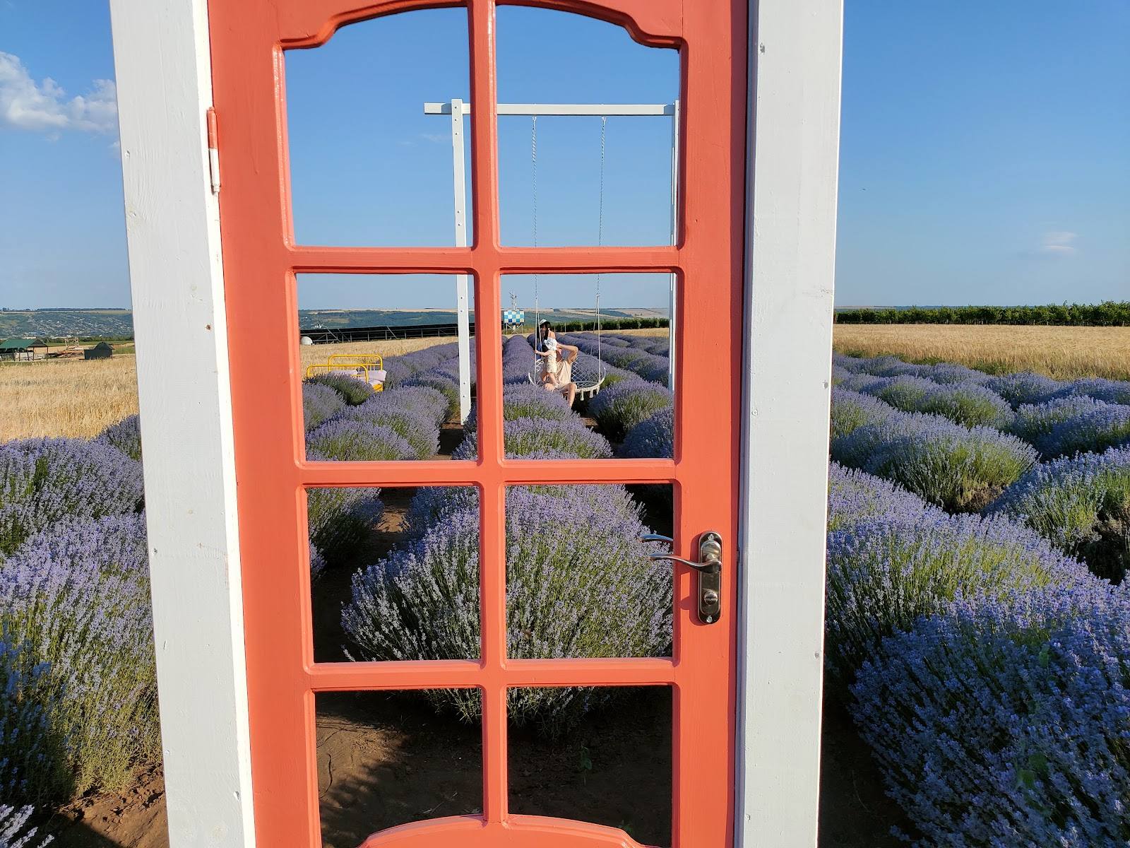 Red door framing lavender field landscape in summer bloom