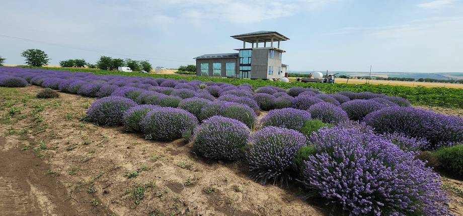 Lavender field in bloom with farm building and observation tower