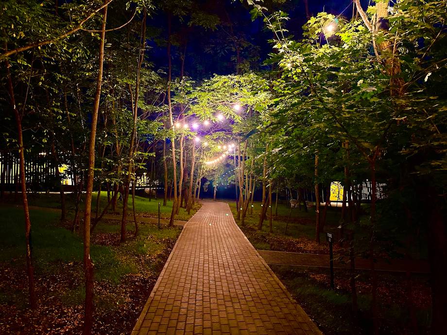 Illuminated tree-lined pathway at night with atmospheric purple lighting