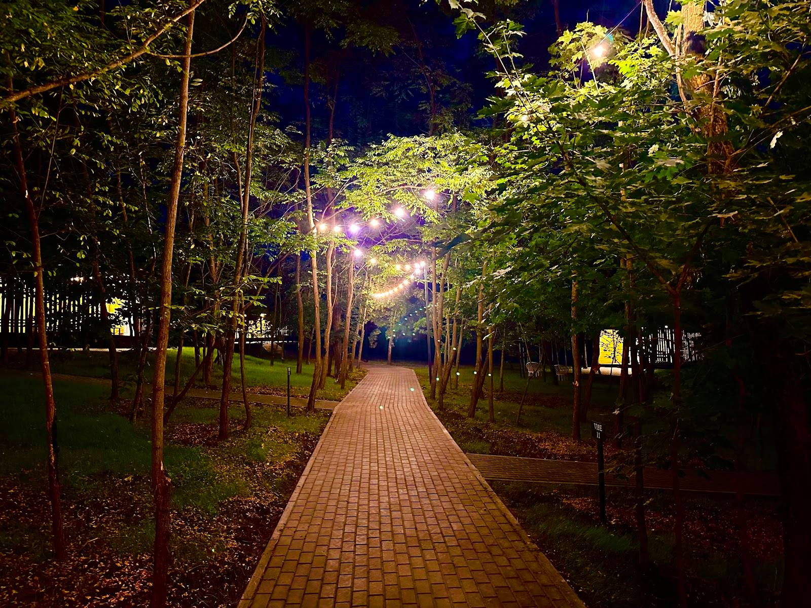 Illuminated tree-lined pathway at night with atmospheric purple lighting