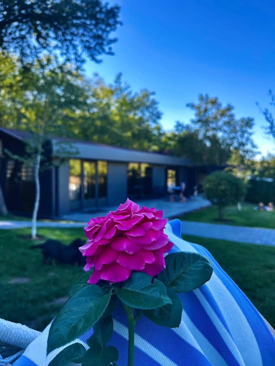 Pink flower bloom on garden furniture with modern building backdrop