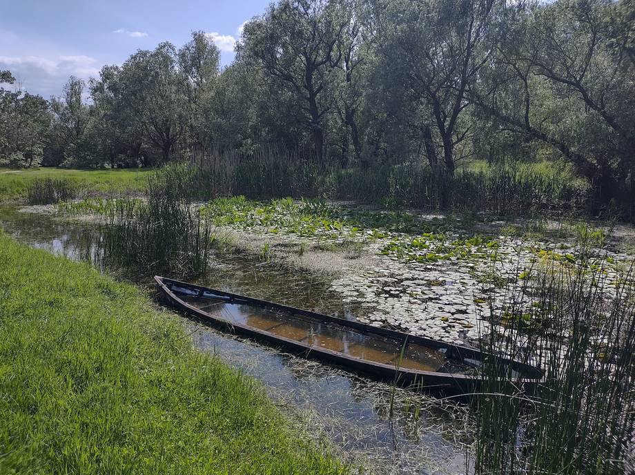 Rezervația Prutul de Jos · Birdwatching - Birdwatching în Slobozia Mare (foto 5)