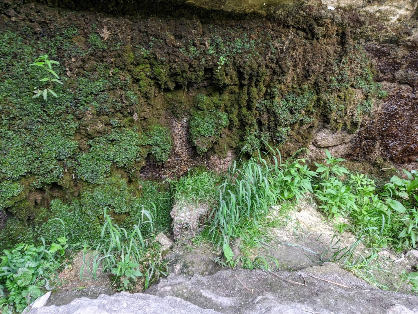 Overgrown stone wall with moss and climbing vegetation