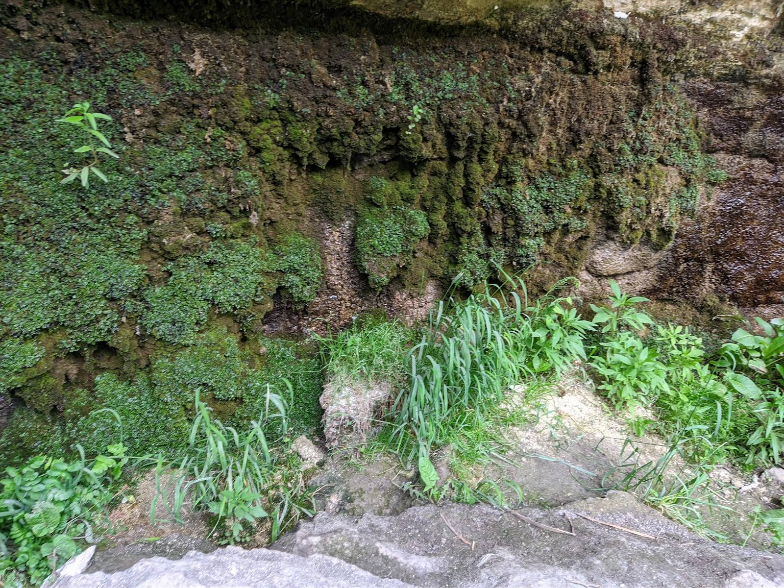 Overgrown stone wall with moss and climbing vegetation