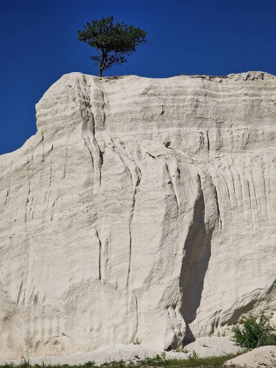 White chalk cliff formation with lone tree against clear blue sky