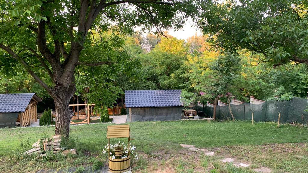 Pastoral vineyard setting with historic barn structures and mature oak trees