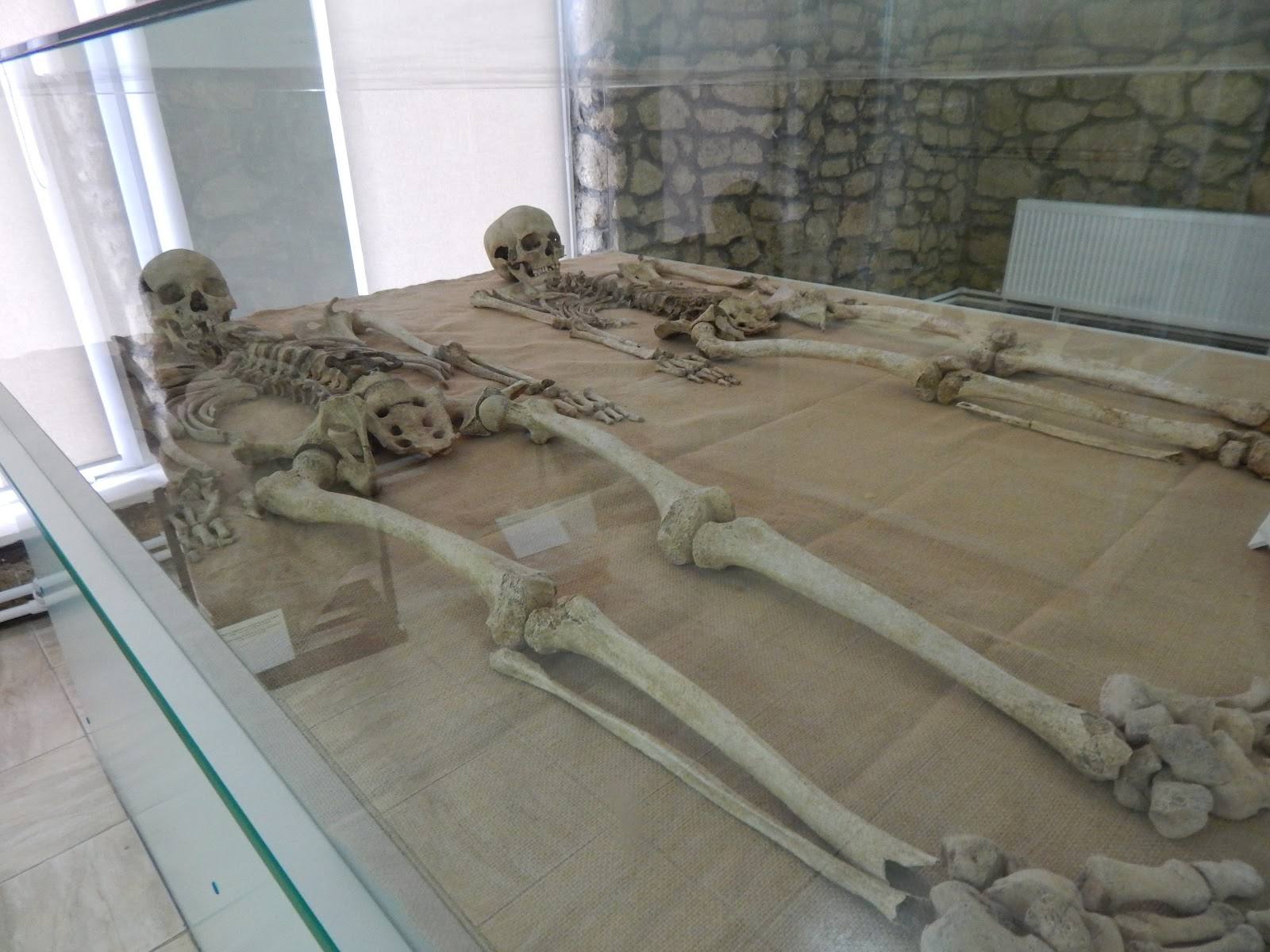 Ancient skeletal remains displayed in glass case museum exhibition