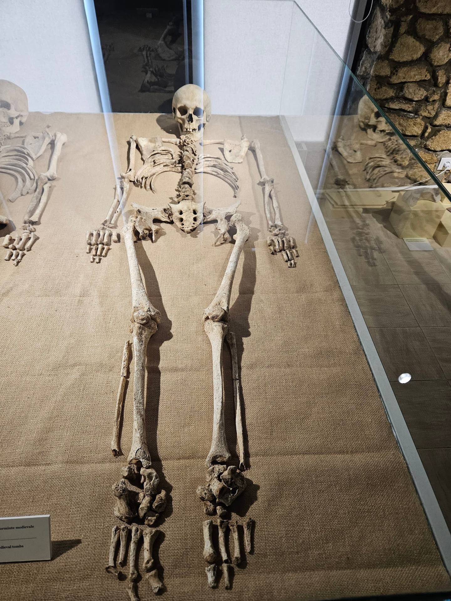 Ancient human skeleton on display in museum exhibition case