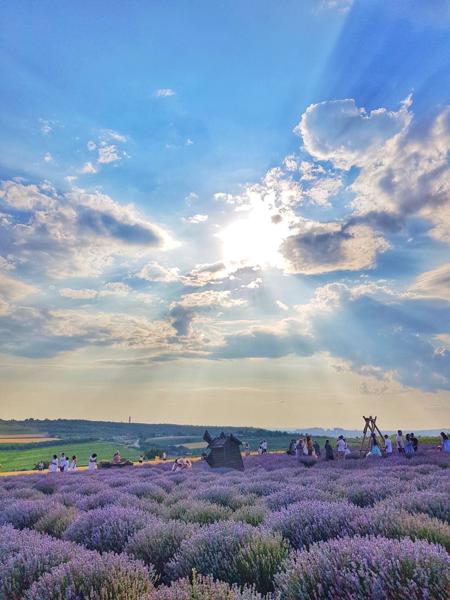 Lavender field at sunset with visitors enjoying the purple blooms under dramatic sky