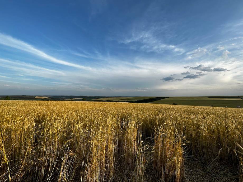 Golden wheat field under expansive Moldova sky at harvest time