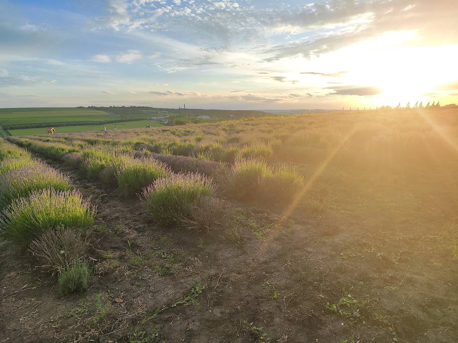 Lavender fields at golden hour with expansive rural landscape
