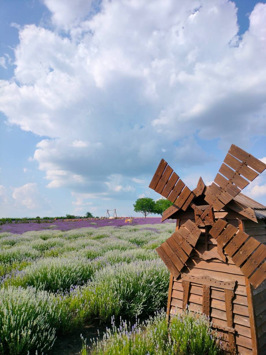 Traditional wooden windmill overlooking lavender fields in rural Moldova