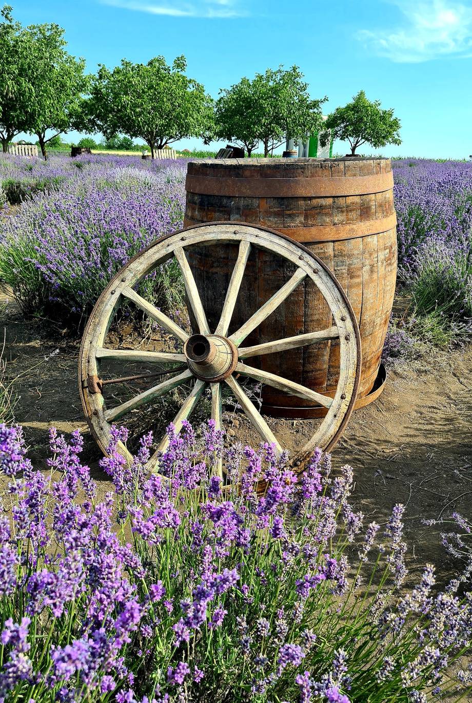 Wine barrel with wooden cart wheel in lavender field with orchard trees