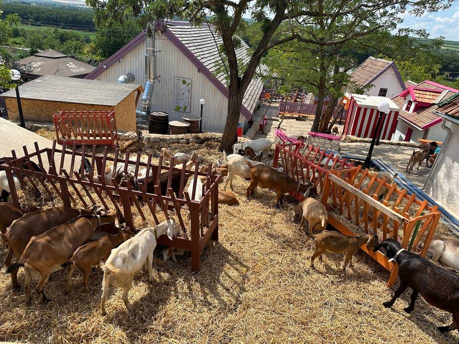 Goat and livestock farm with wooden pens and rural buildings in countryside