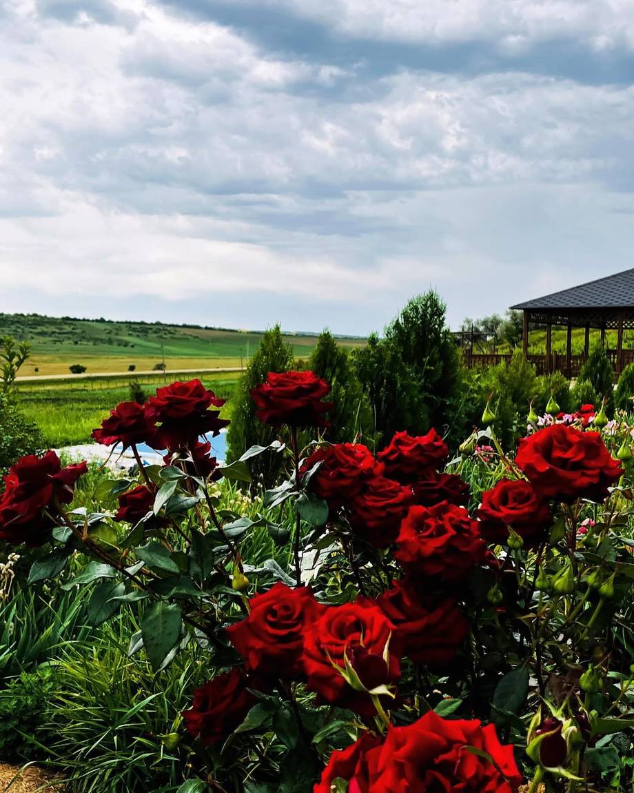 Red roses in bloom with vineyard landscape and cellar building in background