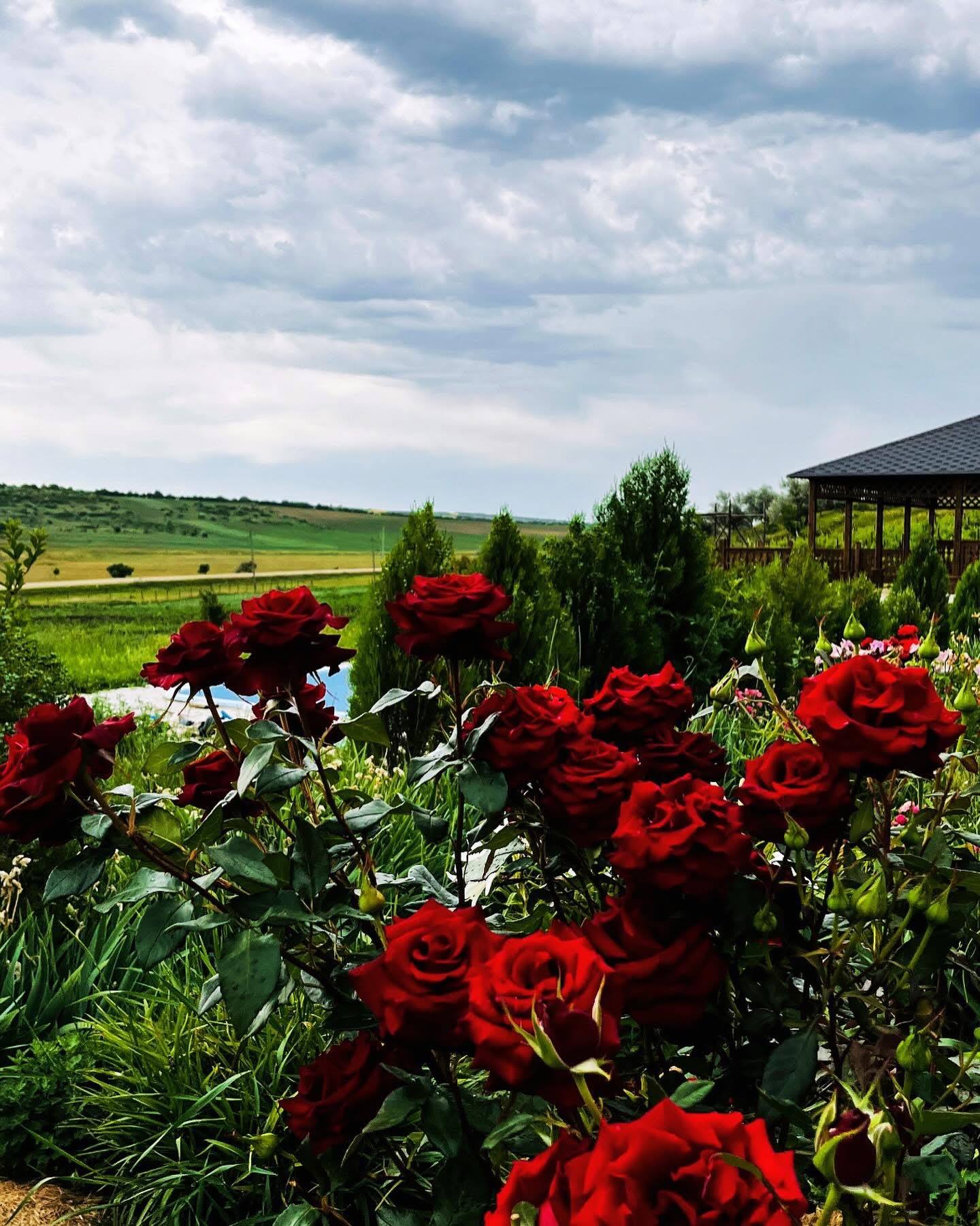 Red roses in bloom with vineyard landscape and cellar building in background