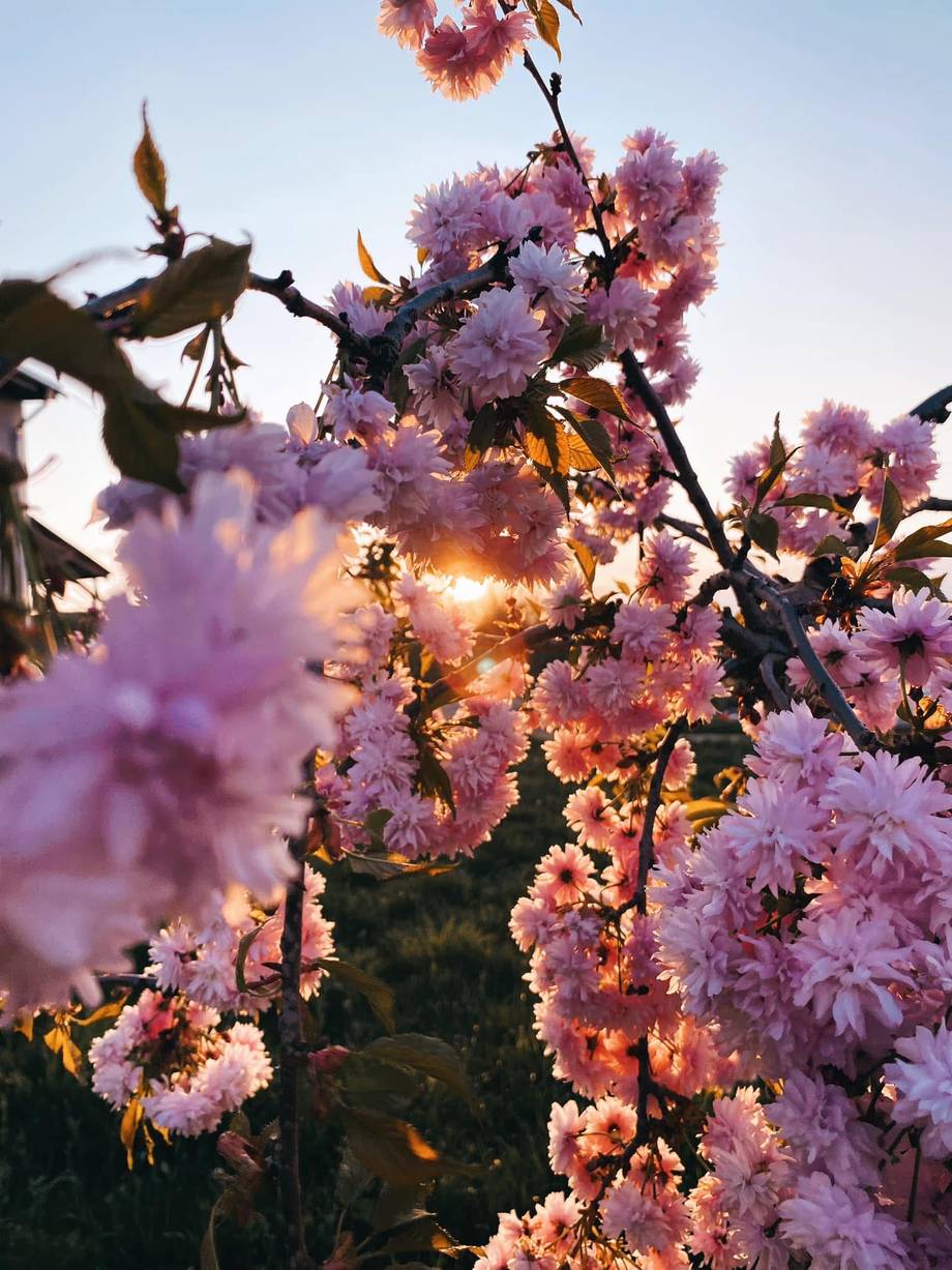 Close-up of blooming pink flowers at golden hour with soft natural light