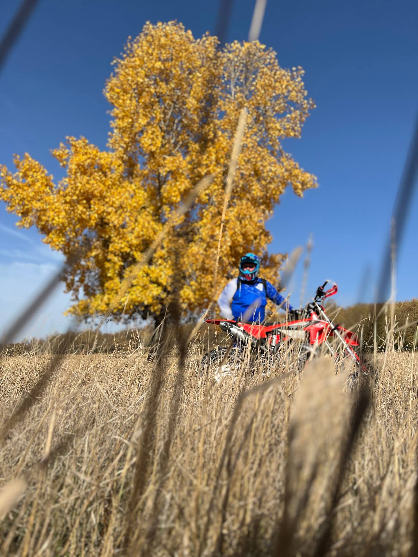 Mountain bikers riding through golden wheat field with ancient tree