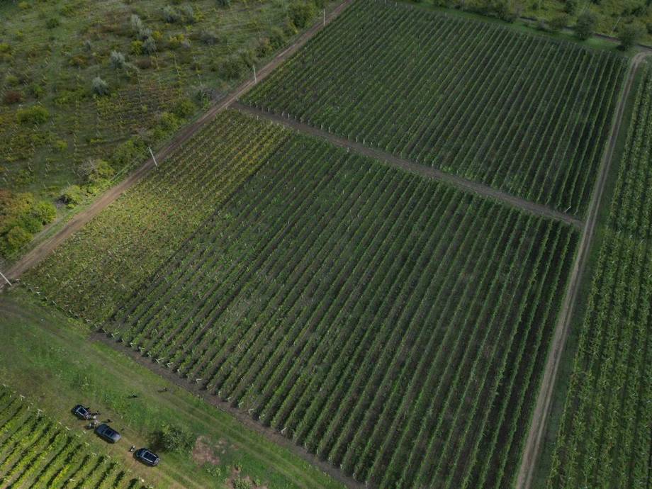 Aerial view of ordered vineyard rows in full cultivation across rolling landscape