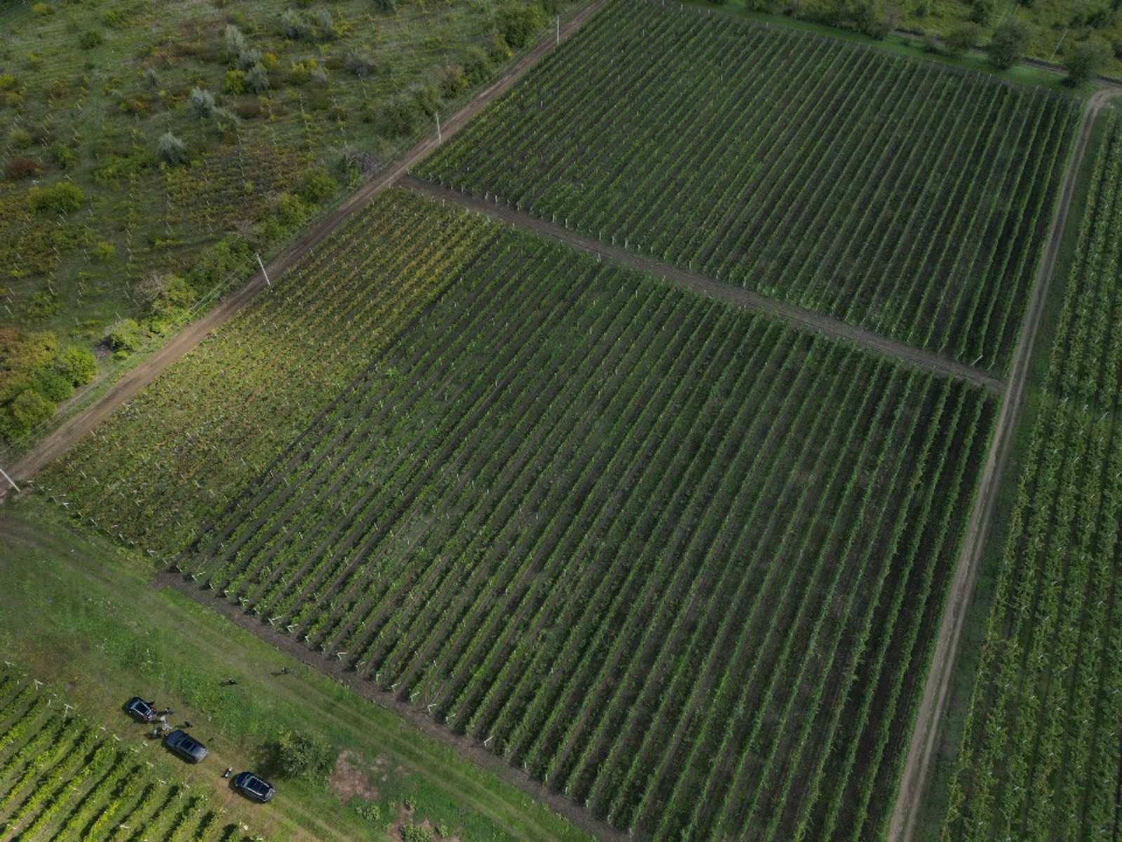 Aerial view of ordered vineyard rows in full cultivation across rolling landscape