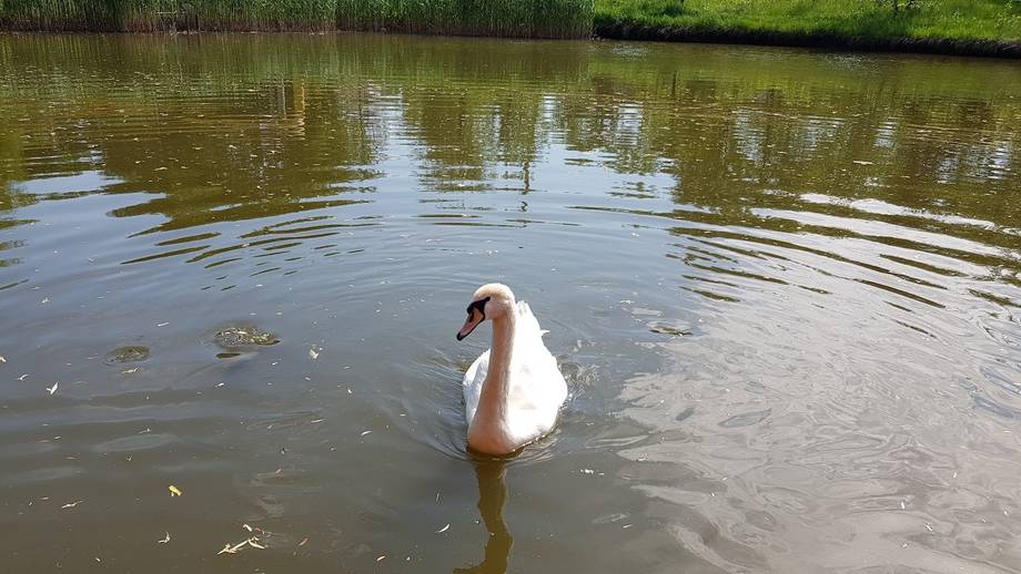 White swan on a natural waterway with green banks