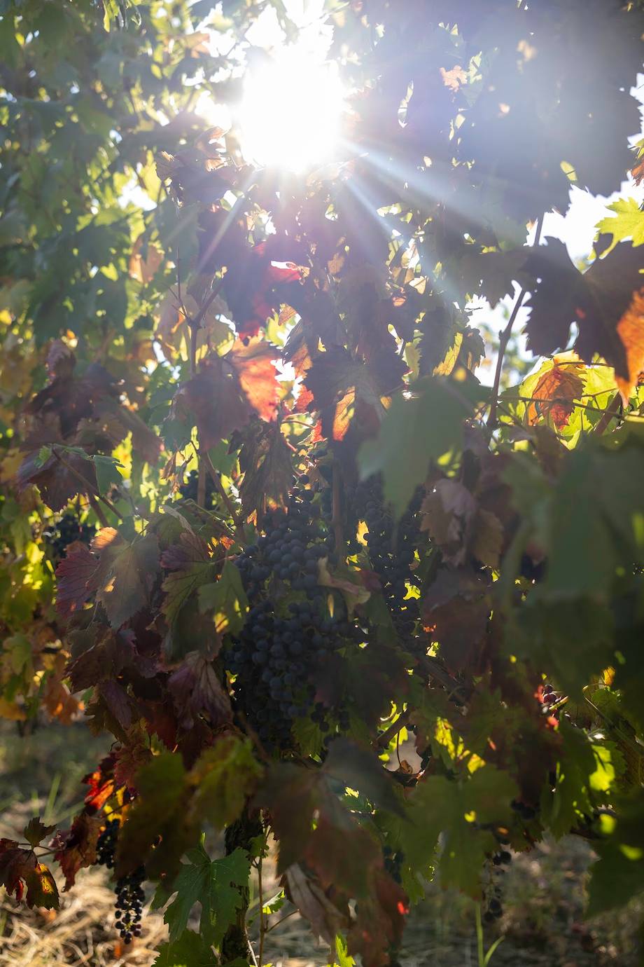 Rădăcini Winery - Crame boutique în Cricova (foto 5)