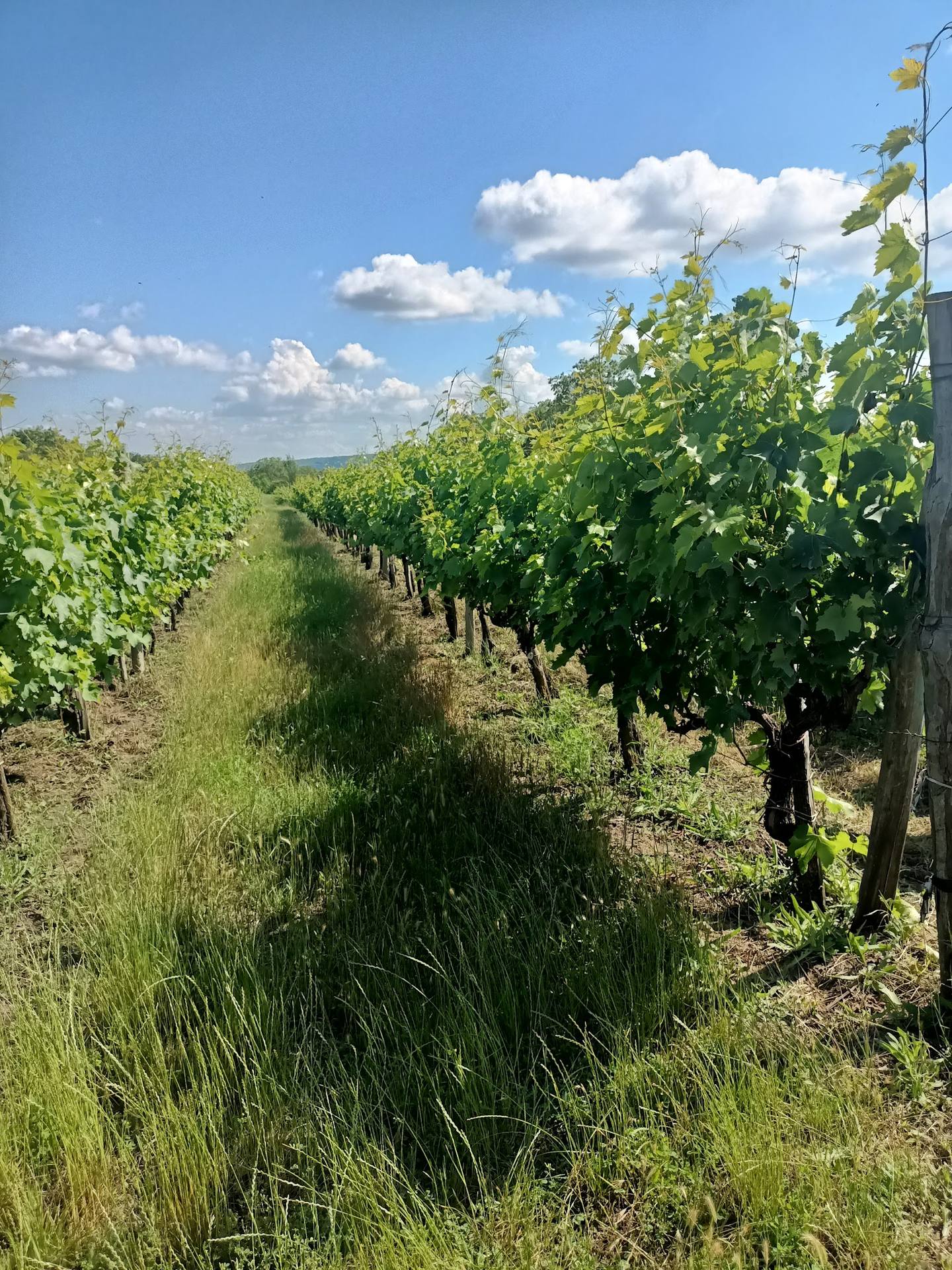 Rows of grapevines in a sunny vineyard with rolling hills and clear sky
