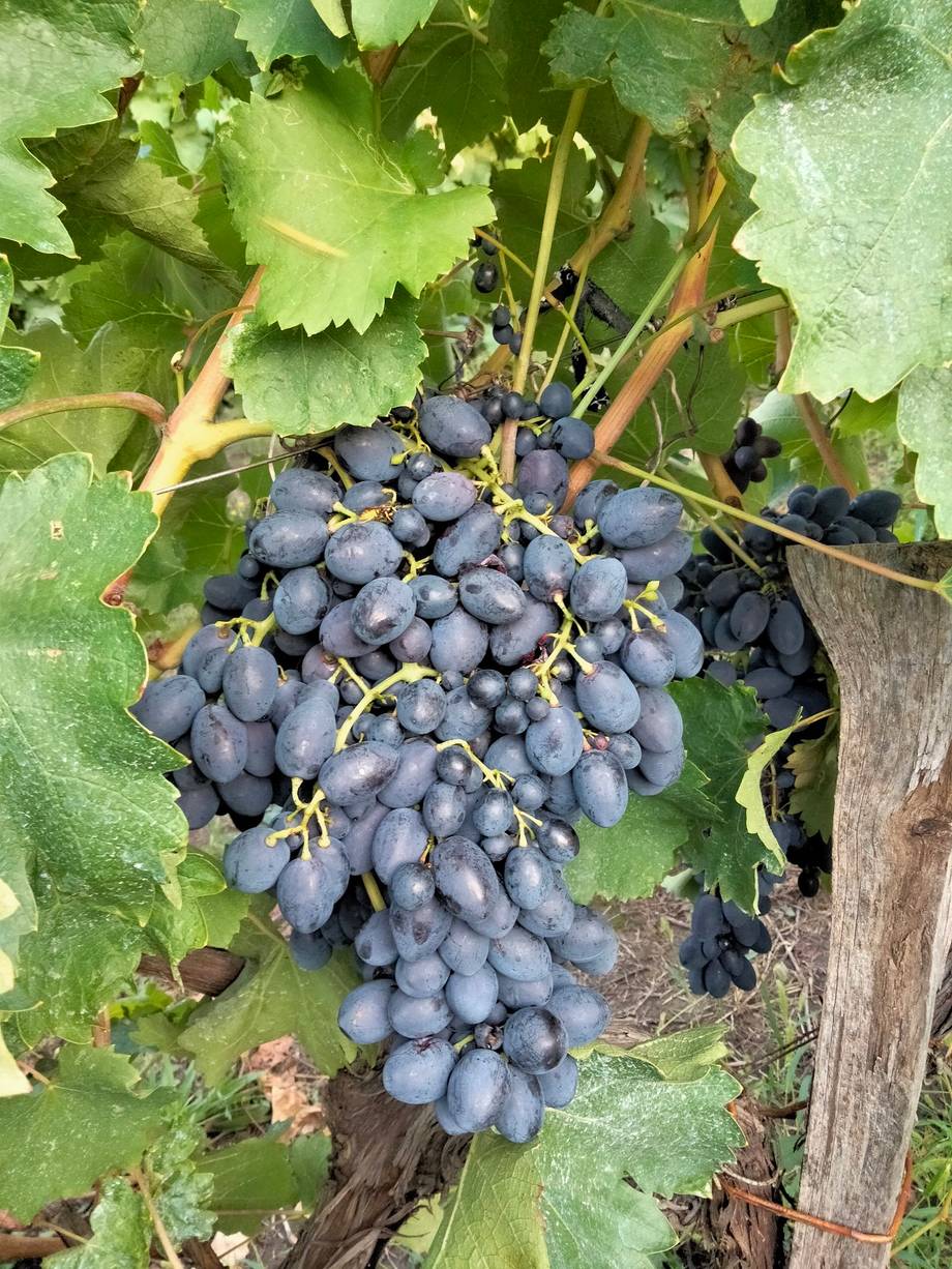 Ripe blue grape cluster on vine with green foliage