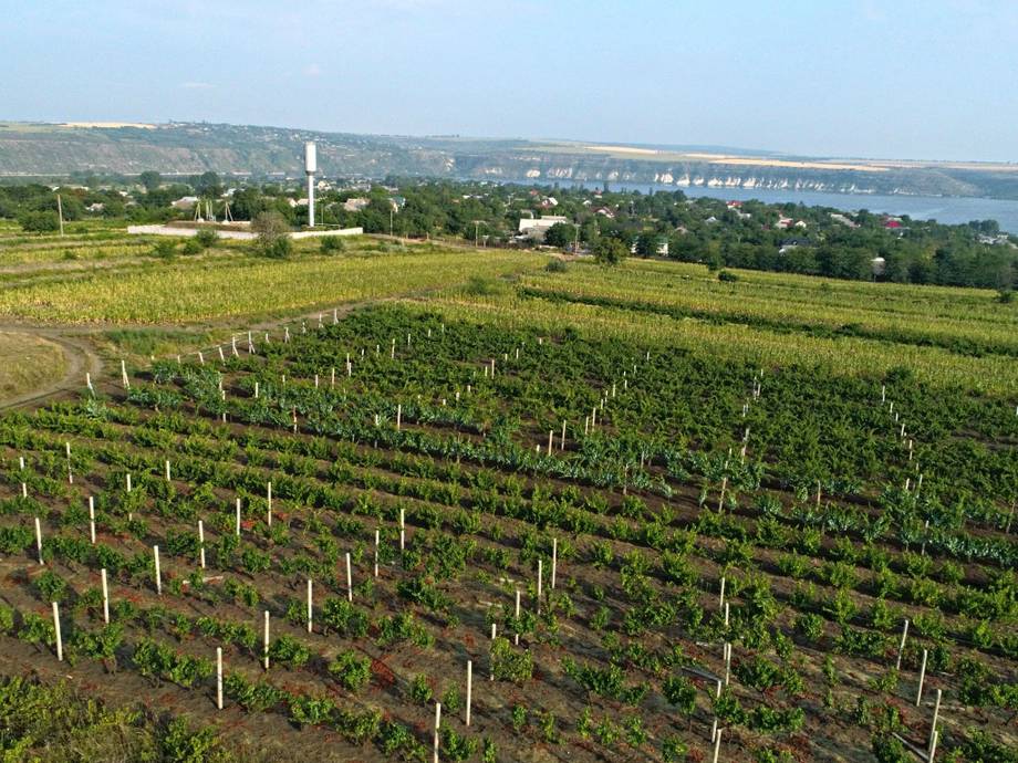 Eco Wine of Moldova - Crame boutique în Molovata Nouă (foto 2)