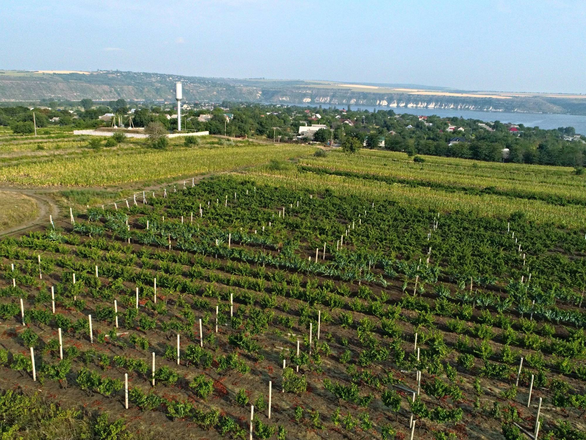 Eco Wine of Moldova - Crame boutique în Molovata Nouă (foto 2)