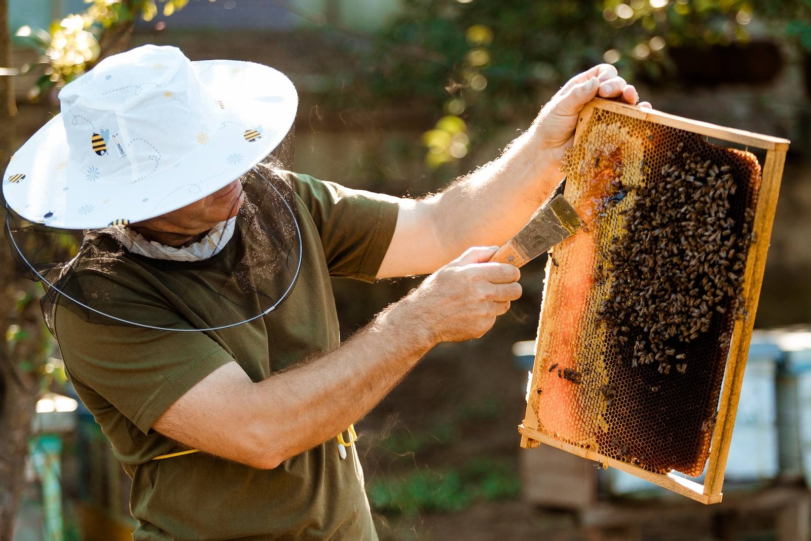 Prisaca din Luncă - Honey apiary in Cahul (photo 2)