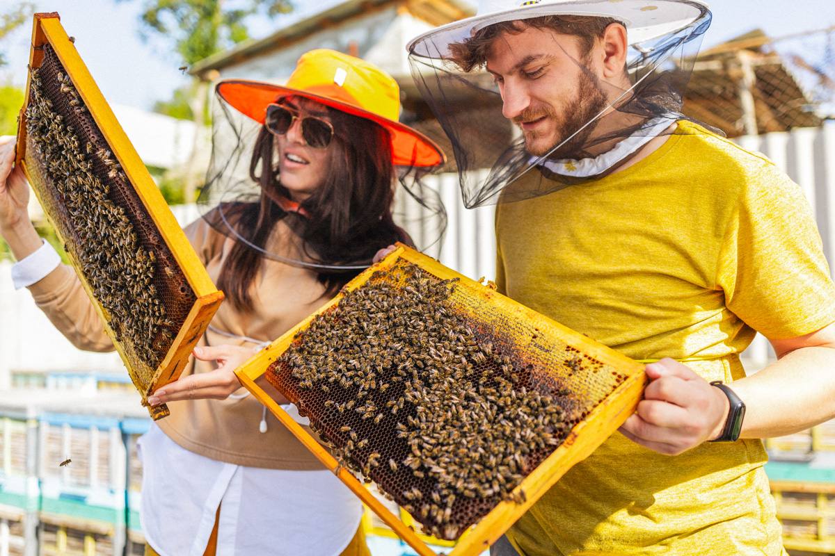 Prisaca din Luncă - Honey apiary in Cahul (photo 3)