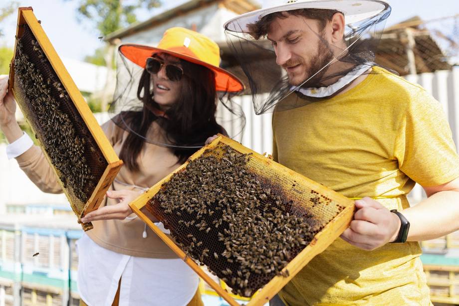 Beekeeping activity with instructor showing honeycomb frame to visitor