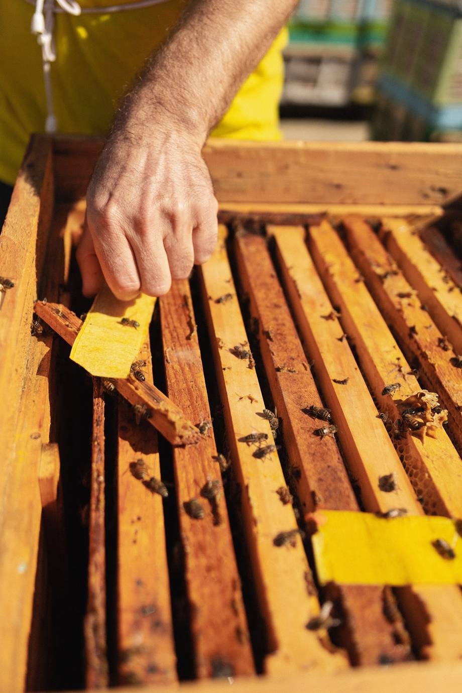 Beekeeper inspecting honeycomb frames with bee activity