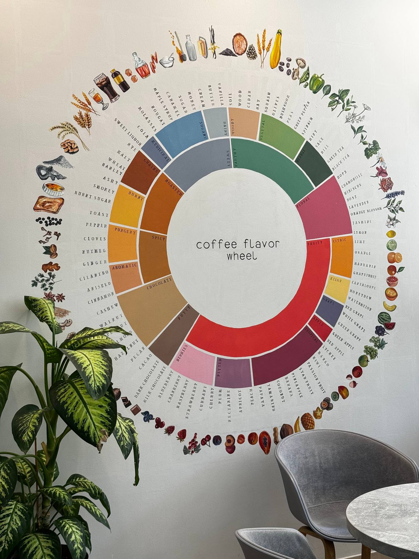 Coffee flavor wheel chart displayed on interior wall with plant and seating visible