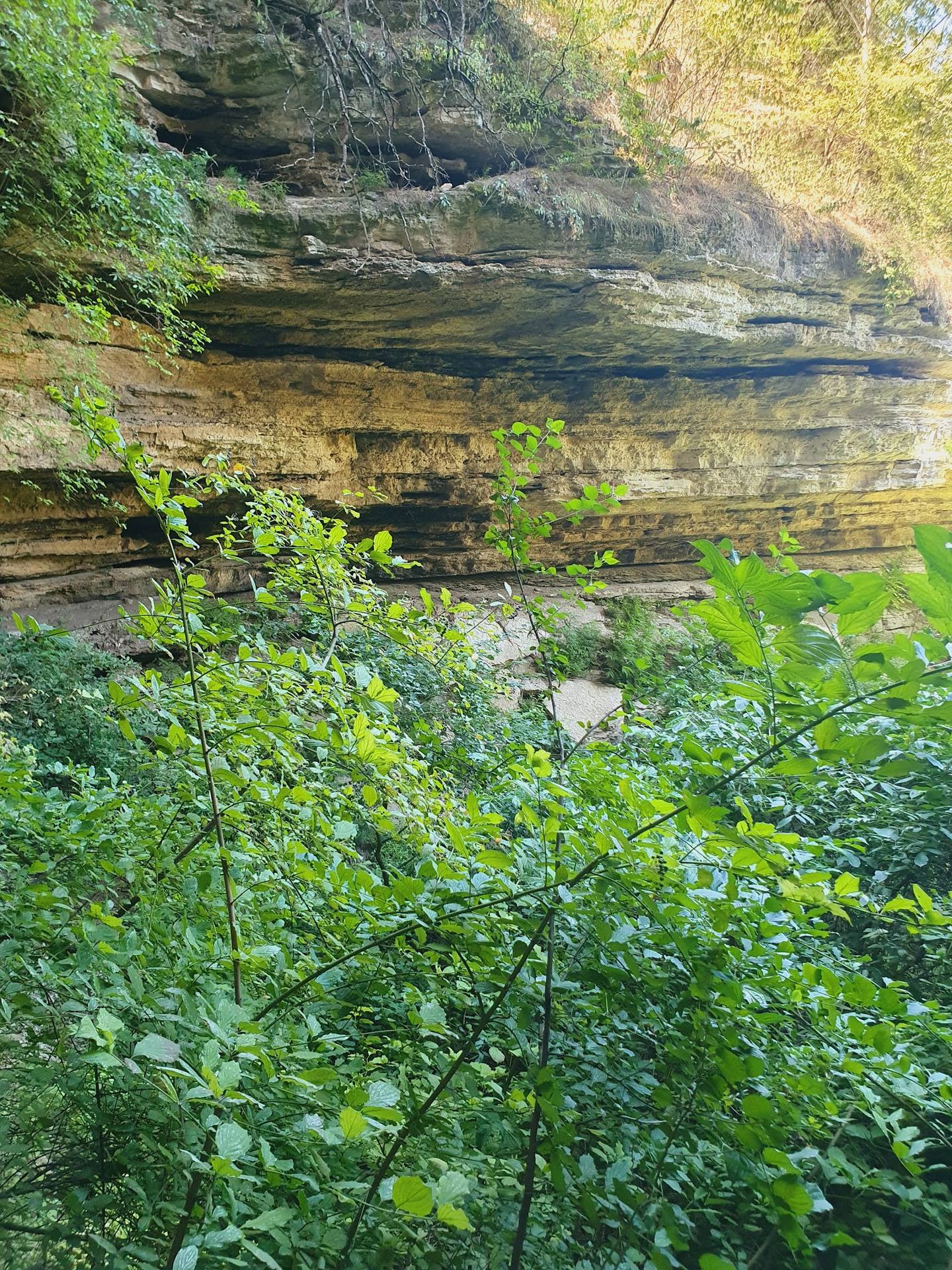 Rocky cliff face with layered stone formations and lush green vegetation