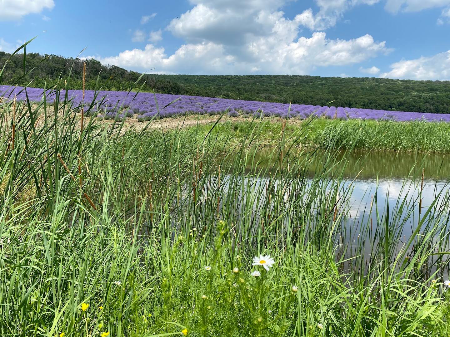 Lavender field with pond and forested hills under blue sky