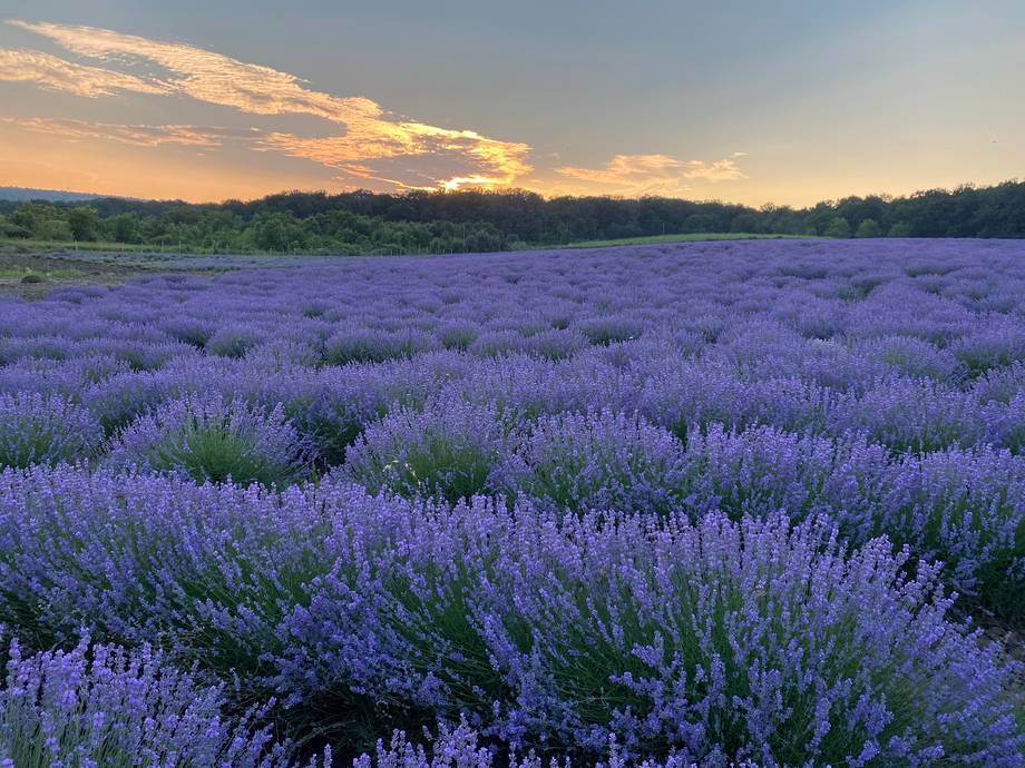 Lavender field at golden hour with sunset sky and tree line