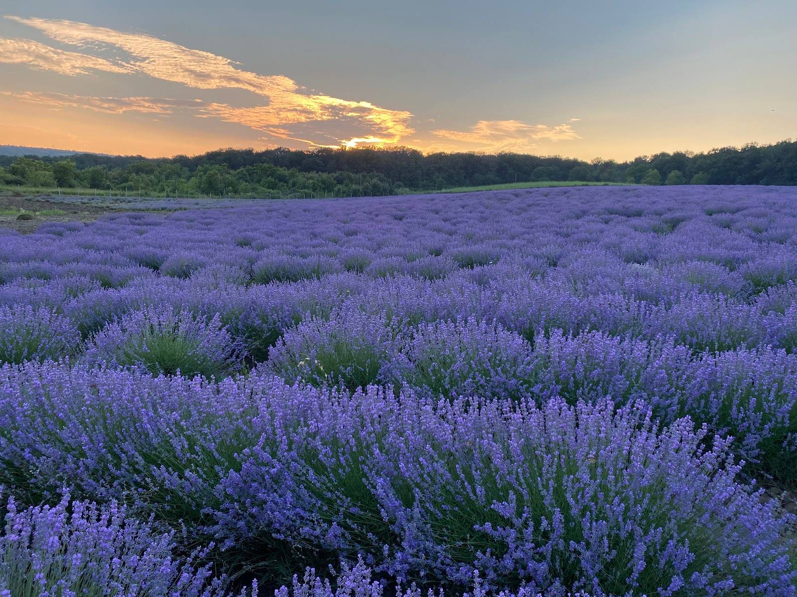Lavender field at golden hour with sunset sky and tree line