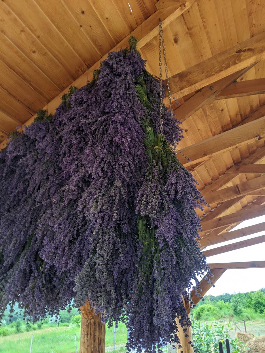 Dried lavender bundles hanging under a wooden pergola roof with countryside view