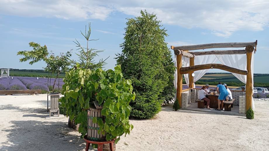 Outdoor terrace with wooden pergola and garden landscaping at wine venue