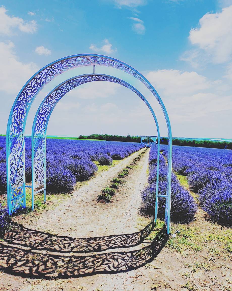 Lavender field with decorative blue archway in Moldova