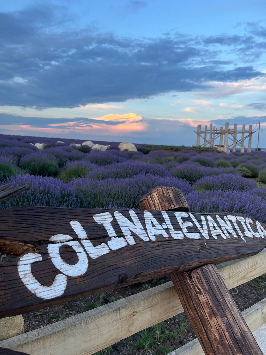 Colina Levantha lavender field at golden hour with branded signage and distant power lines
