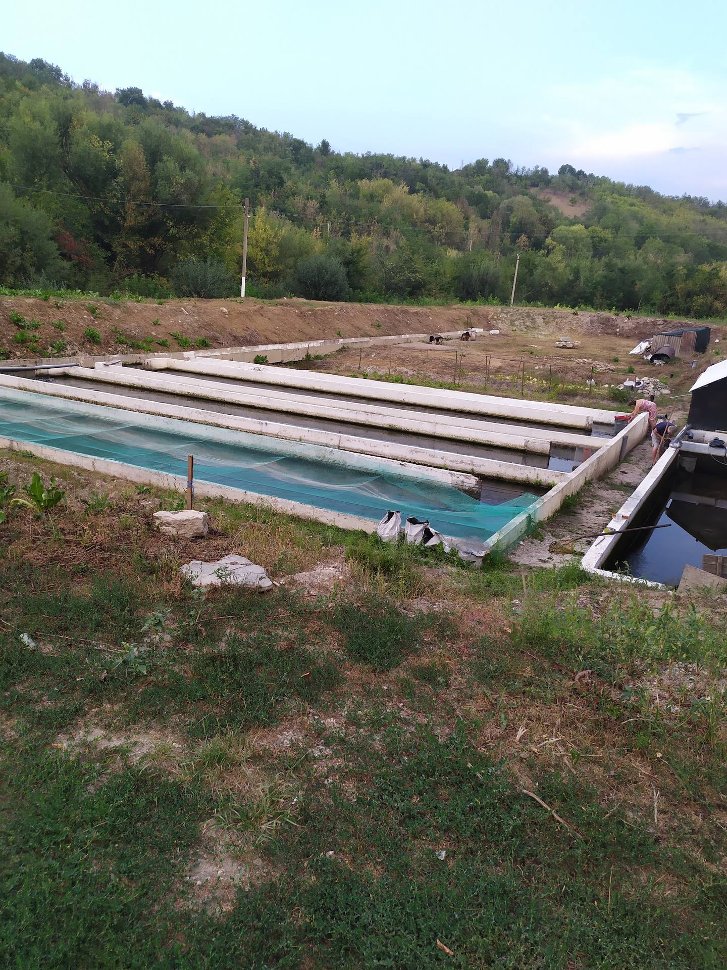 Traditional outdoor trout farming pools in hillside setting with vegetation