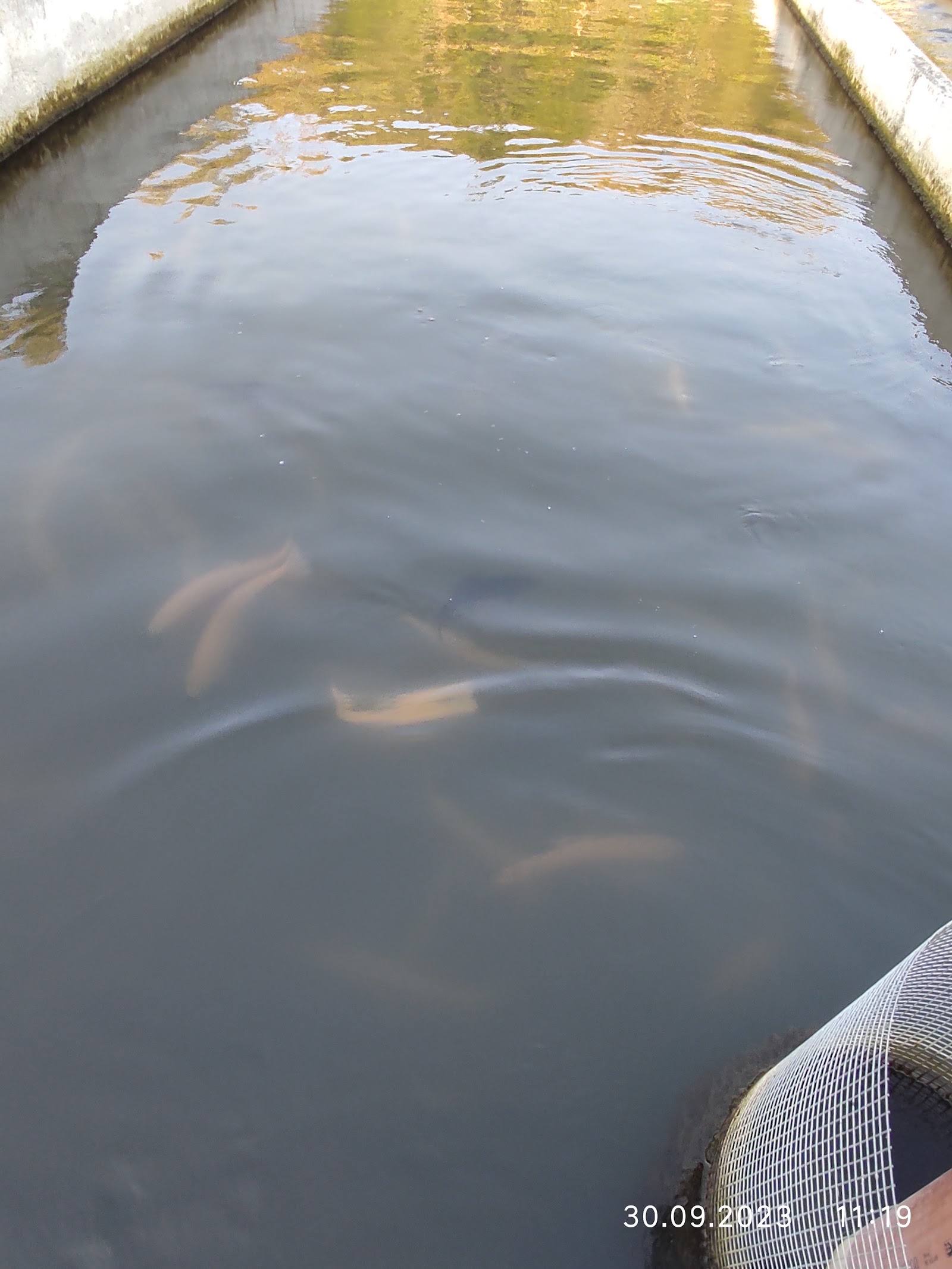 Concrete fish pond or aquaculture tank with water and visible fish